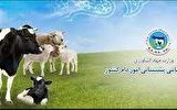 مدیریت عرضه گوشت در کشور با محدودیت صادرات دام مدیریت عرضه گوشت در کشور با محدودیت صادرات دام