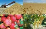 حضور پر قدرت بسیج برای ارتقای بهره وری محصولات راهبردی کشاورزی حضور پر قدرت بسیج برای ارتقای بهره وری محصولات راهبردی کشاورزی