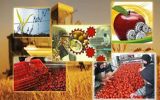 سهم 60 درصدی ارزش صادرات بخش صنایع تبدیلی و غذایی سهم 60 درصدی ارزش صادرات بخش صنایع تبدیلی و غذایی