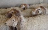 آغاز پروژه حفظ و حراست از گوسفند نژاد بومی (سنگسری) استان سمنان آغاز پروژه حفظ و حراست از گوسفند نژاد بومی (سنگسری) استان سمنان